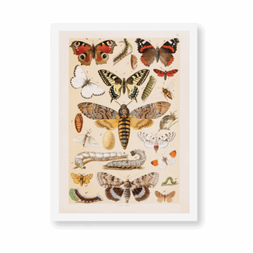 Moth Collection 8"x10" Print