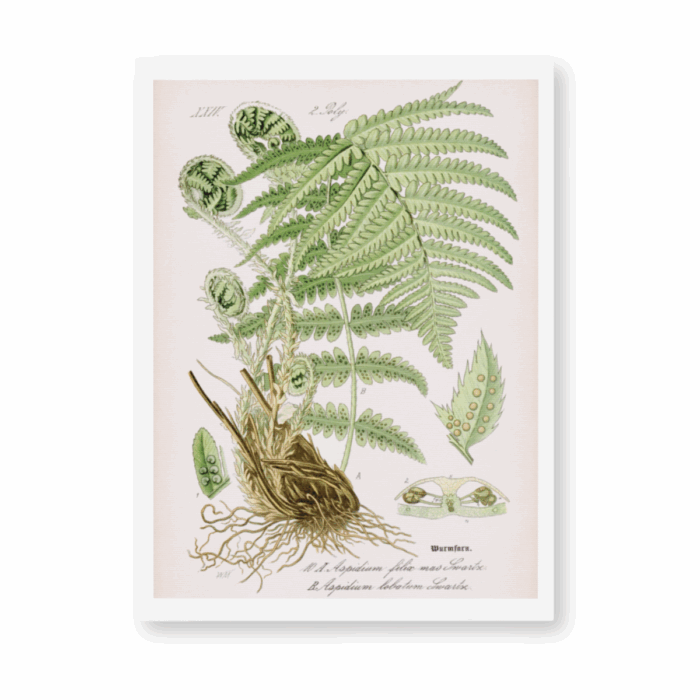 Fern Botanical 8"x10" Print